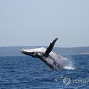 고래