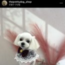 더이쁘개 이미지