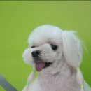 모모애견 이미지