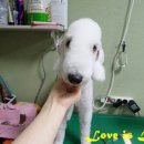 시오인테리어 네이버블로그