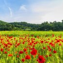 피어나공주 Daum카페
