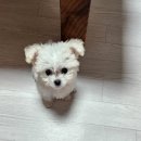 어서오개 | 신기한 애견유치원 프랜차이즈 어서오개