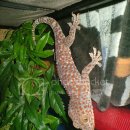 토케이 게코 ! Geckos: Tokay 이미지