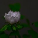 목단