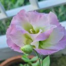 오늘, 정원 이미지