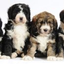 베르네집 이미지