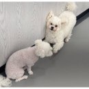 포근멍 애견 유치원 이미지