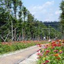 진교 메타세쿼이아길 이미지