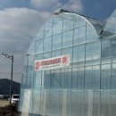 정식농장 | 설 연휴 34개월 아기와 안성힐링팜에서 딸기 따기 체험하고 딸기 케이크 만들어요