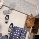 송전휴동물병원 | 신부전 노묘 고양이, 송림동물병원 건강검진 비용 및 후기