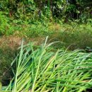 레몬그라스 이미지