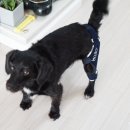 발토(BALTO) 이미지