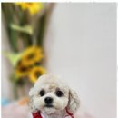 예쁘개 이미지