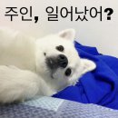 딜릴리케이크