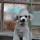 달이네 애견미용실 이미지