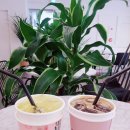 카페 인 이미지