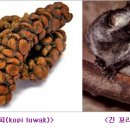 Re:세계에서 가장 비싼 커피? = Kopi Luwak (인니어) 이미지