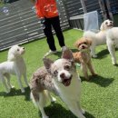 놀러오개 애견유치원 애견호텔 의정부점 | 의정부 강아지 유치원 비용 애견호텔 놀러오개 알아봤어요