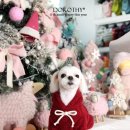 다나펫샵 이미지