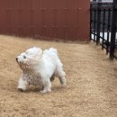 뛰어놀개 애견펜션 이미지