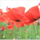 바람의향기 이미지