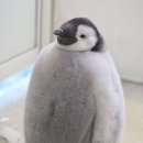 거보 이미지