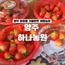 신기농장 | 양주 딸기체험 하나농원 | 예약 없이 가능한 가성비 딸기농장