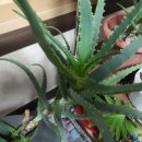 영팔농장 이미지