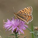 희수네숯불갈비 이미지