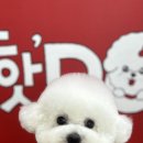 핫도그애견샵 이미지