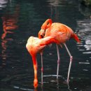 플라밍고 이미지