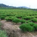 점박이 농장 이미지