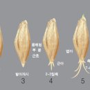 수수보리아카데미