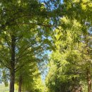 메타세쿼이어길 화장실 이미지