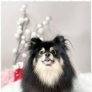 용황애견 이미지