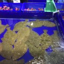 랑카마트