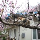 묘릉도원 이미지