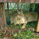 호두나무캠핑장 이미지