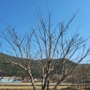 마수목장 이미지