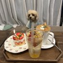 애견부티크 | 안양 인덕원 동편마을 실내 애견동반 카페 - <버터비버 부티크> 내돈내산 후기