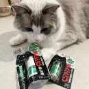 멍집사(폐업) | 일본 도쿄에서 고양이 용품 쇼핑하다! / 시부야 메가돈키호테 / 아키하바라 라이프마트 / 롯폰기 코지마...