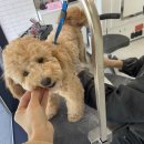 림&Doggy Salon 이미지