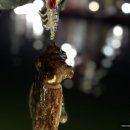 세븐일레븐 영암삼호목화점 | 목포 선상 야간 갑오징어배 추천 만재낚시 킹스타호