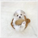 강아지분양 애견분양 퍼피플라워 중랑점 이미지