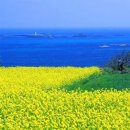 위성Q | 실시간 제주도 제주날씨 주간예보로 알아보기