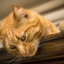 반려동물관리사 이미지