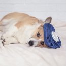 로얄도그앤캣메디컬센터 이미지