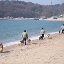 대건유치원 | 왕산해수욕장 소풍, 김포애견유치원 어스독 아이들은 어떻게 다르게 놀까?