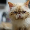 현대종합동물병원 이미지