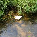 중간말천 이미지